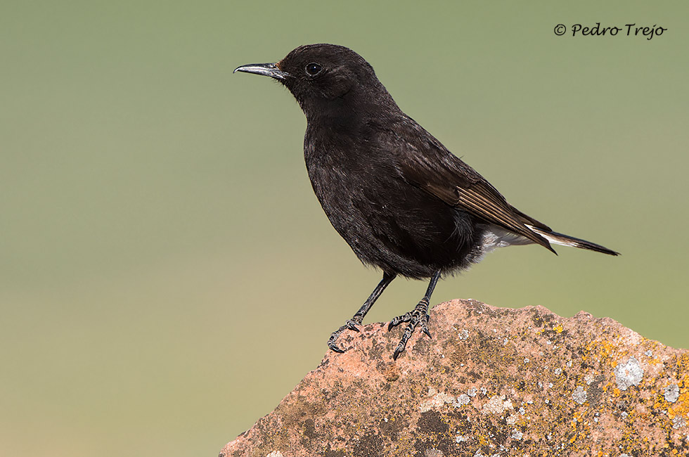 Collalba negra (Oenanthe leucura)